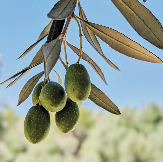 eufolia olio extravergine di oliva matera