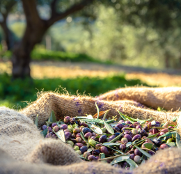 olio extravergine di oliva matera