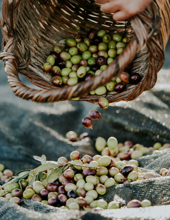 eufolia-olio-extravergine-oliva-Matera-Sassi-di-Matera
