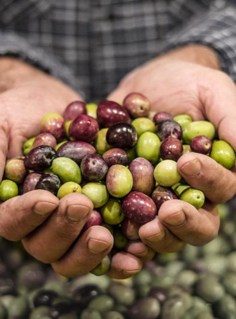 cultivar olio EVO Matera Frantoio D'Aria Degustazioni