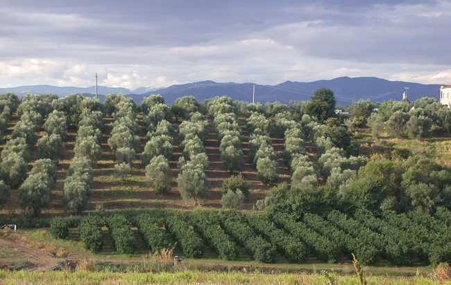 basilicata olivi terreno produzione olio di qualità